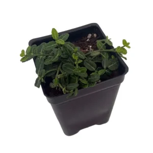 Miniature Wintercreeper Euonymus fortunei ‘Kewensis’ - 2.5