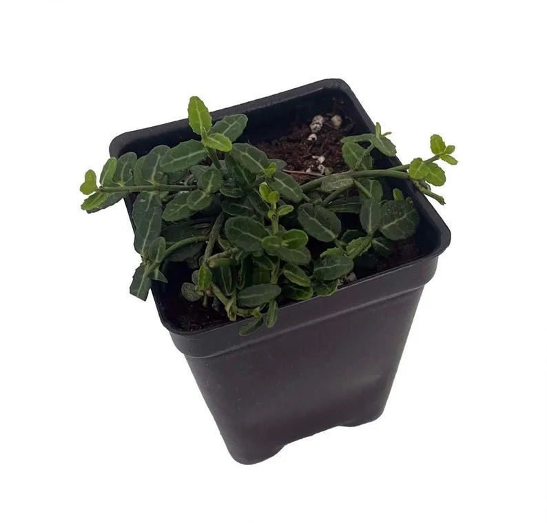 Miniature Wintercreeper Euonymus fortunei ‘Kewensis’ - 2.5" Pot Creeping Evergreen