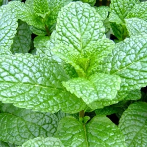 Mint Herb Plant - 10" Height - Fresh & Fragrant - 4" Pot
