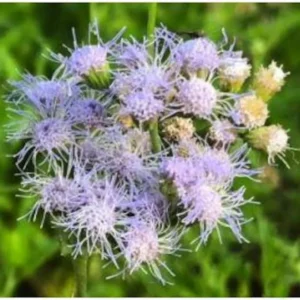 Mistflower Plant Fully Rooted 1 Gallon Butterfly Attractant – Lavender-Blue Flowers