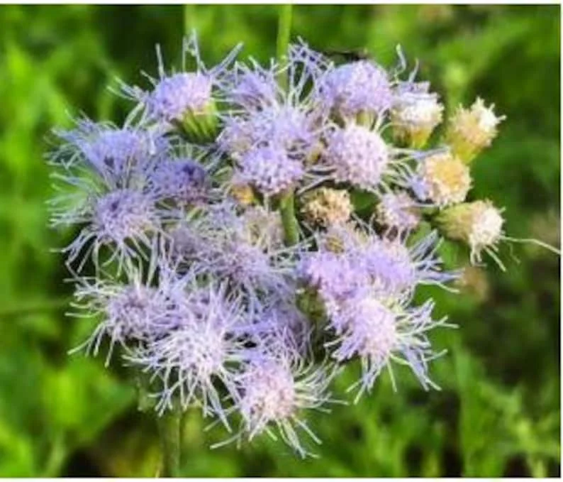 Mistflower Plant Fully Rooted 1 Gallon Butterfly Attractant – Lavender-Blue Flowers