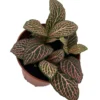 Mistral Fittonia Nerve Plant - Indoor Houseplant - 2.5" Pot, Bright Pink Veins