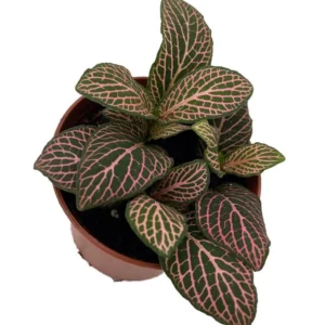 Mistral Fittonia Nerve Plant - Indoor Houseplant - 2.5