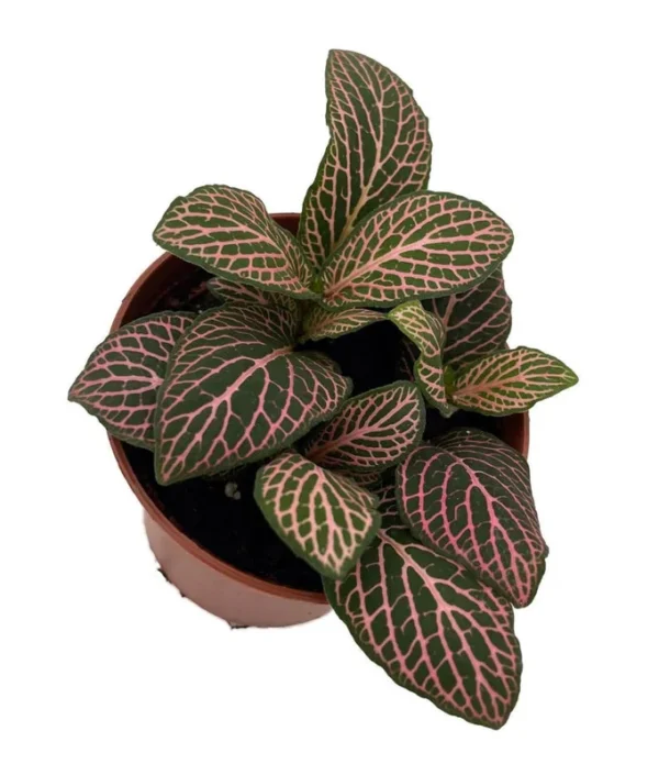 Mistral Fittonia Nerve Plant - Indoor Houseplant - 2.5" Pot, Bright Pink Veins