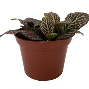 Mistral Fittonia Nerve Plant - Indoor Houseplant - 2.5
