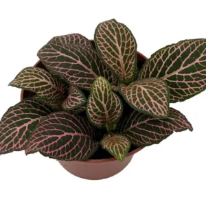 Mistral Fittonia Nerve Plant - Indoor Houseplant - 2.5