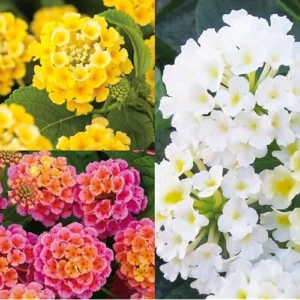 Mixcolor Lantana Plant - 6-10 Inch - 3-Color Bloom - Vibrant & Hardy