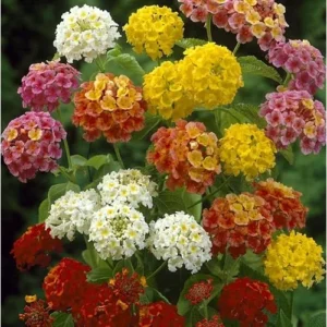 Mixcolor Lantana Plant - 6-10 Inch - 3-Color Bloom - Vibrant & Hardy