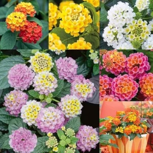 Mixcolor Lantana Plant - 6-10 Inch - 3-Color Bloom - Vibrant & Hardy