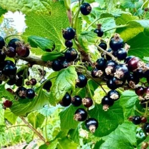 Mixed Currant Bush Seeds - Black, Red, White Currant Berry Seeds for Planting