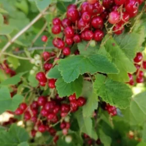 Mixed Currant Bush Seeds - Black, Red, White Currant Berry Seeds for Planting