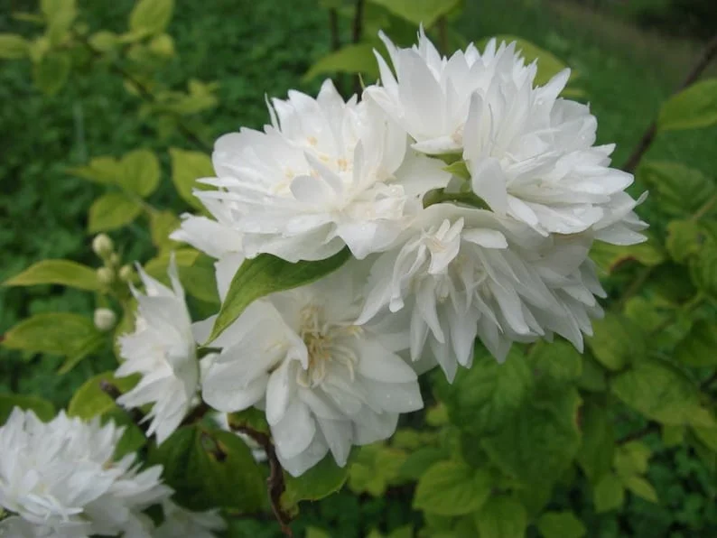Mock Orange Minnesota Snowflake - Quart Pot - Fragrant Shrub