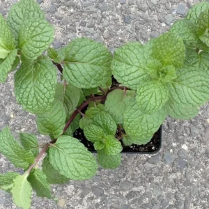 Mojito Mint Herb Plant - 8" Live Potted Mint for Garden & Kitchen