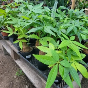 Money Tree Stump - Pachira Aquatica - 4in Pot - Easy Care Houseplant