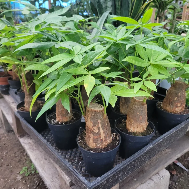 Money Tree Stump - Pachira Aquatica - 4in Pot - Easy Care Houseplant