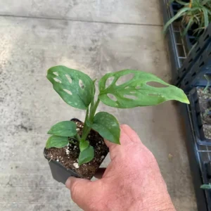 Monstera Adansonii - Swiss Cheese Plant - 4” Live Potted Houseplant