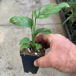 Monstera Adansonii - Swiss Cheese Plant - 4” Live Potted Houseplant