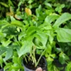 Monstera Ginny Live Plant 4" Pot Mini Split Leaf Rhaphidophora Tetrasperma