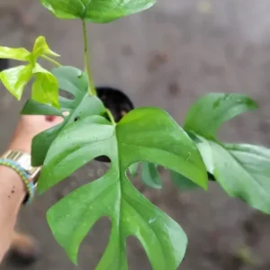Monstera Ginny Live Plant 4