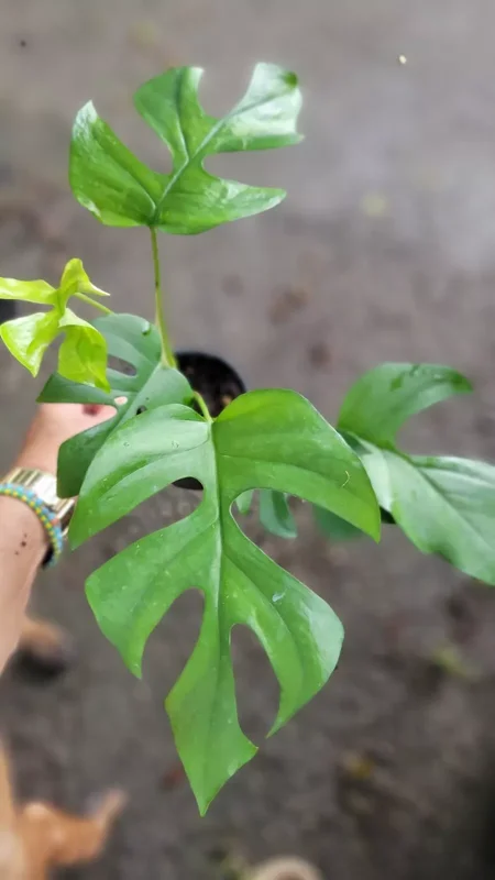 Monstera Ginny Live Plant 4" Pot Mini Split Leaf Rhaphidophora Tetrasperma