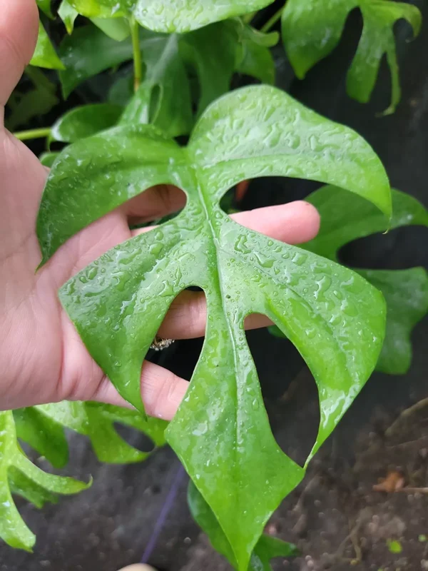 Monstera Ginny Live Plant 4" Pot Mini Split Leaf Rhaphidophora Tetrasperma
