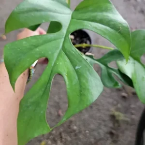 Monstera Ginny Live Plant 4