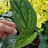 Monstera Peru Green Galaxy Live Plant 4" Pot – Tropical Houseplant
