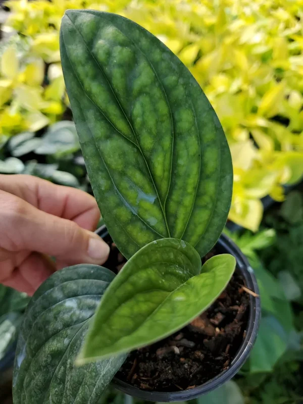 Monstera Peru Green Galaxy Live Plant 4" Pot – Tropical Houseplant