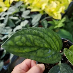 Monstera Peru Green Galaxy Live Plant 4