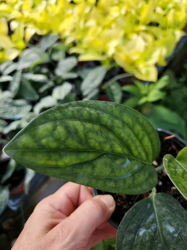 Monstera Peru Green Galaxy Live Plant 4" Pot – Tropical Houseplant