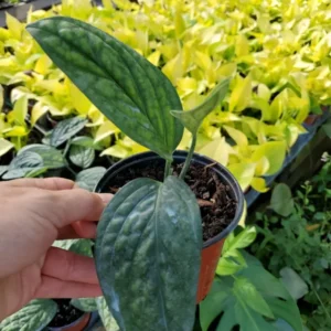 Monstera Peru Green Galaxy Live Plant 4