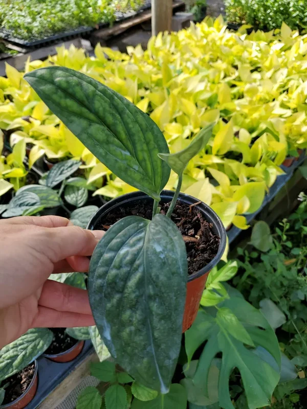Monstera Peru Green Galaxy Live Plant 4" Pot – Tropical Houseplant