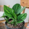 Monstera Peru Plant - 3 Inch Potted Houseplant - Rare Tropical Foliage