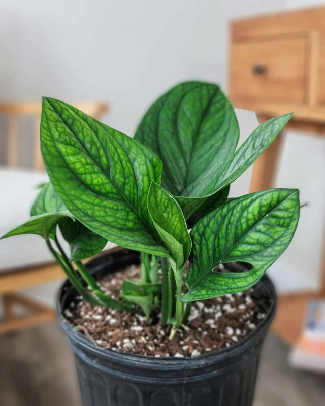 Monstera Peru Plant - 3 Inch Potted Houseplant - Rare Tropical Foliage