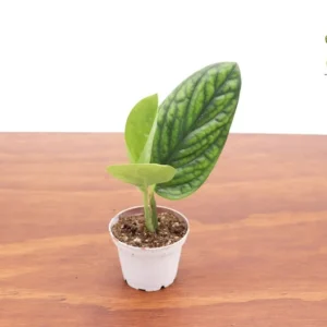 Monstera Peru Plant - 3 Inch Potted Houseplant - Rare Tropical Foliage