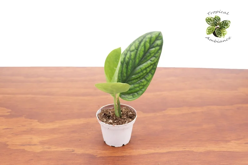 Monstera Peru Plant - 3 Inch Potted Houseplant - Rare Tropical Foliage