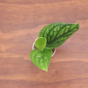 Monstera Peru Plant - 3 Inch Potted Houseplant - Rare Tropical Foliage