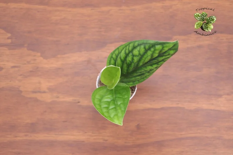 Monstera Peru Plant - 3 Inch Potted Houseplant - Rare Tropical Foliage