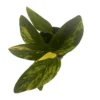 Monstera Standleyana Aurea Variegata – 4" Pot Climbing Houseplant