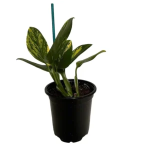 Monstera Standleyana Aurea Variegata – 4