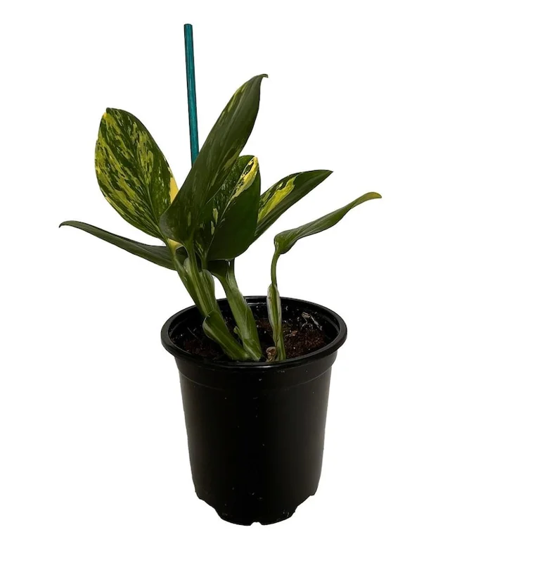 Monstera Standleyana Aurea Variegata – 4" Pot Climbing Houseplant