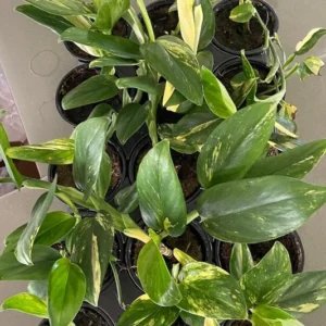 Monstera Standleyana Aurea Variegata – 4