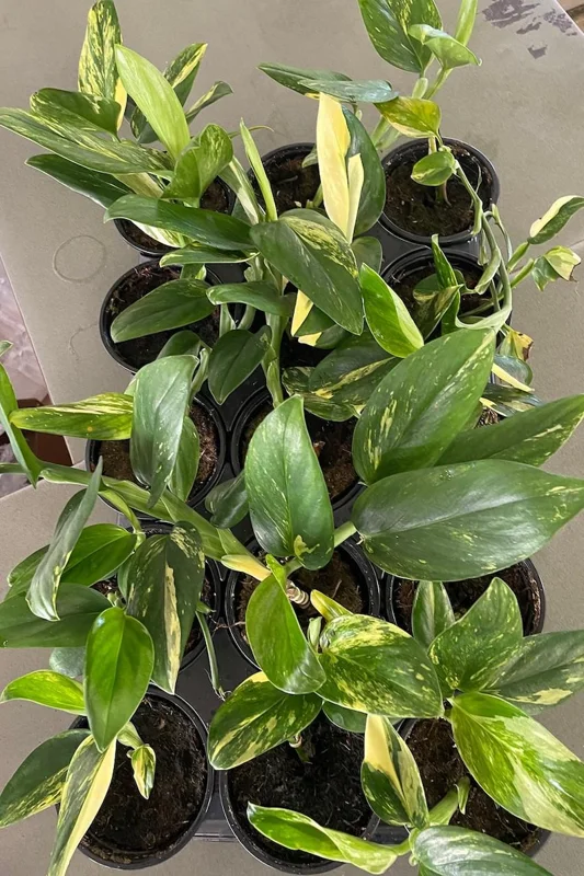 Monstera Standleyana Aurea Variegata – 4" Pot Climbing Houseplant