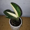 Monstera Standleyana Cobra Albo - Variegated Live Plant 4"