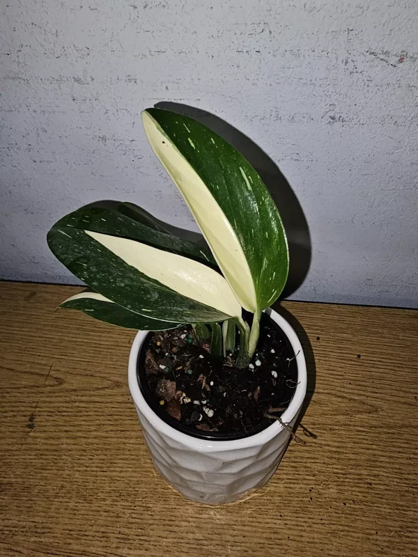 Monstera Standleyana Cobra Albo - Variegated Live Plant 4"