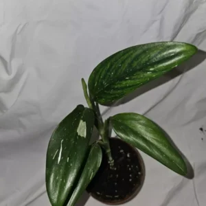 Monstera Standleyana Cobra Albo - Variegated Live Plant 4