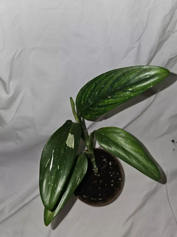 Monstera Standleyana Cobra Albo - Variegated Live Plant 4"