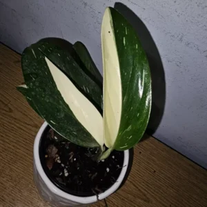 Monstera Standleyana Cobra Albo - Variegated Live Plant 4