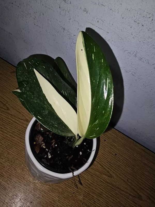 Monstera Standleyana Cobra Albo - Variegated Live Plant 4"