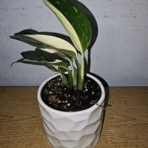 Monstera Standleyana Cobra Albo - Variegated Live Plant 4